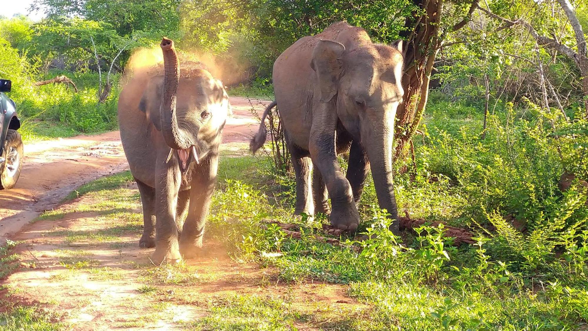 Pinnacle Safari Resort Udawalawe Kültér fotó