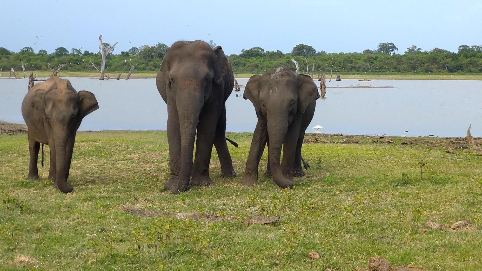 Pinnacle Safari Resort Udawalawe Kültér fotó