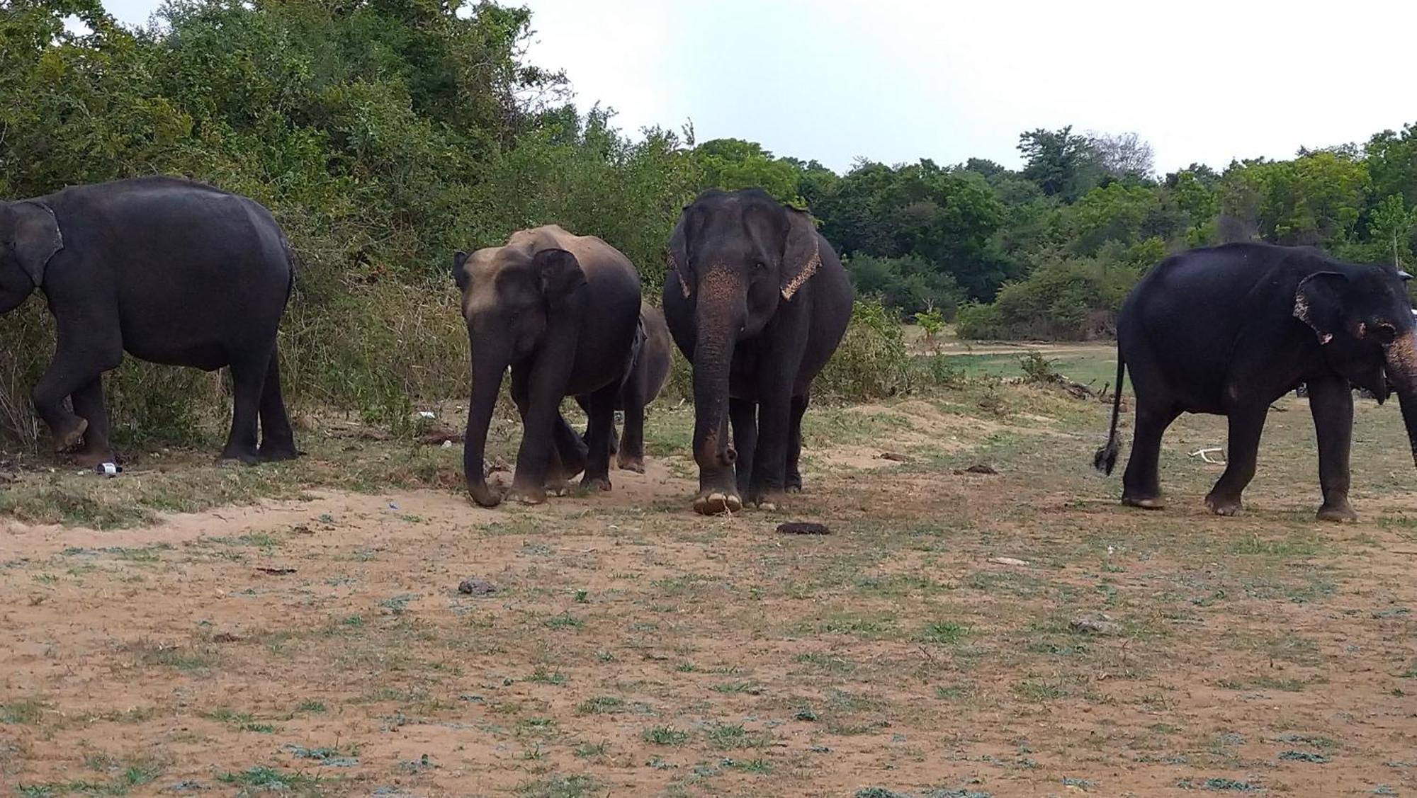 Pinnacle Safari Resort Udawalawe Kültér fotó