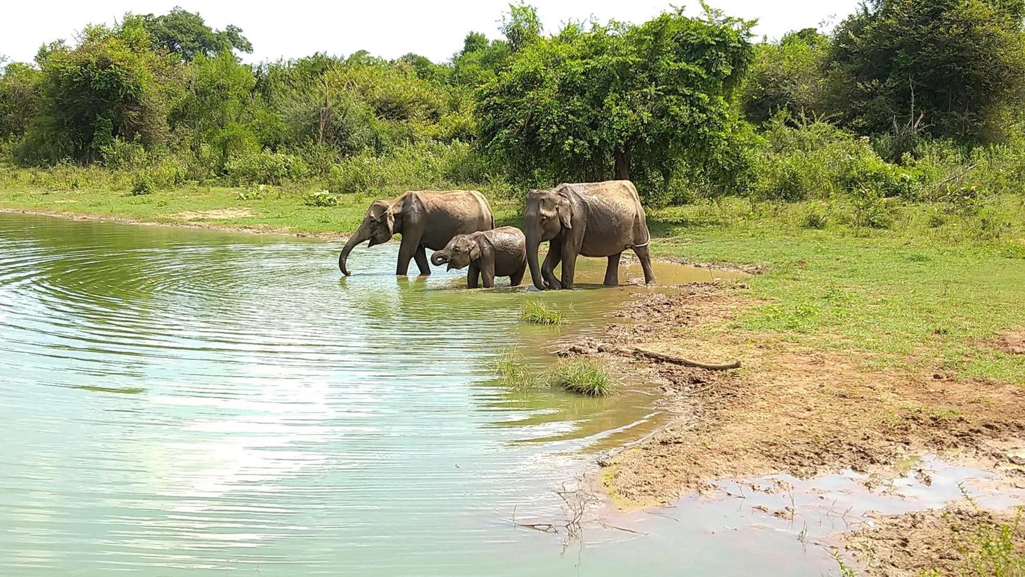 Pinnacle Safari Resort Udawalawe Kültér fotó