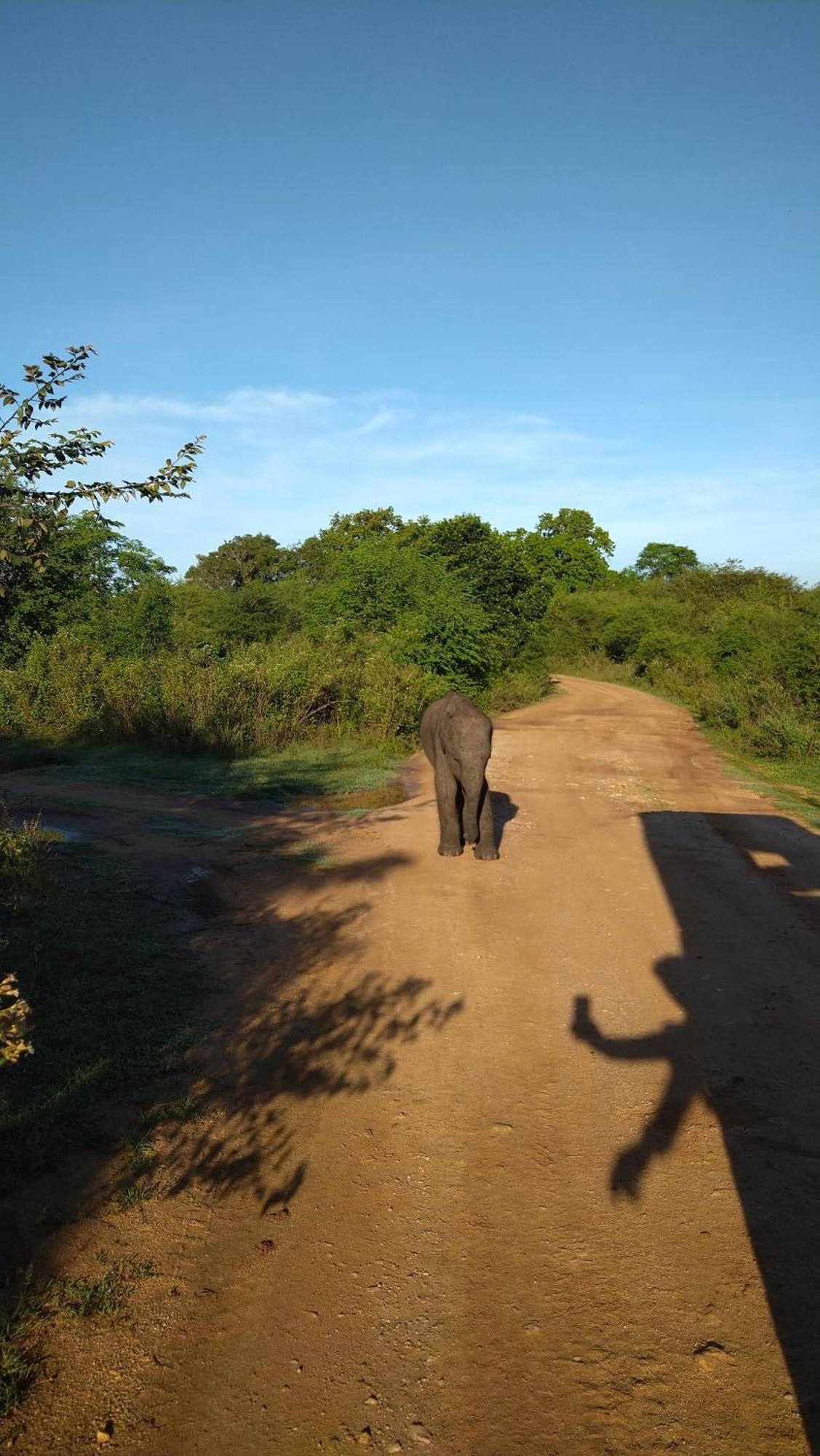 Pinnacle Safari Resort Udawalawe Kültér fotó