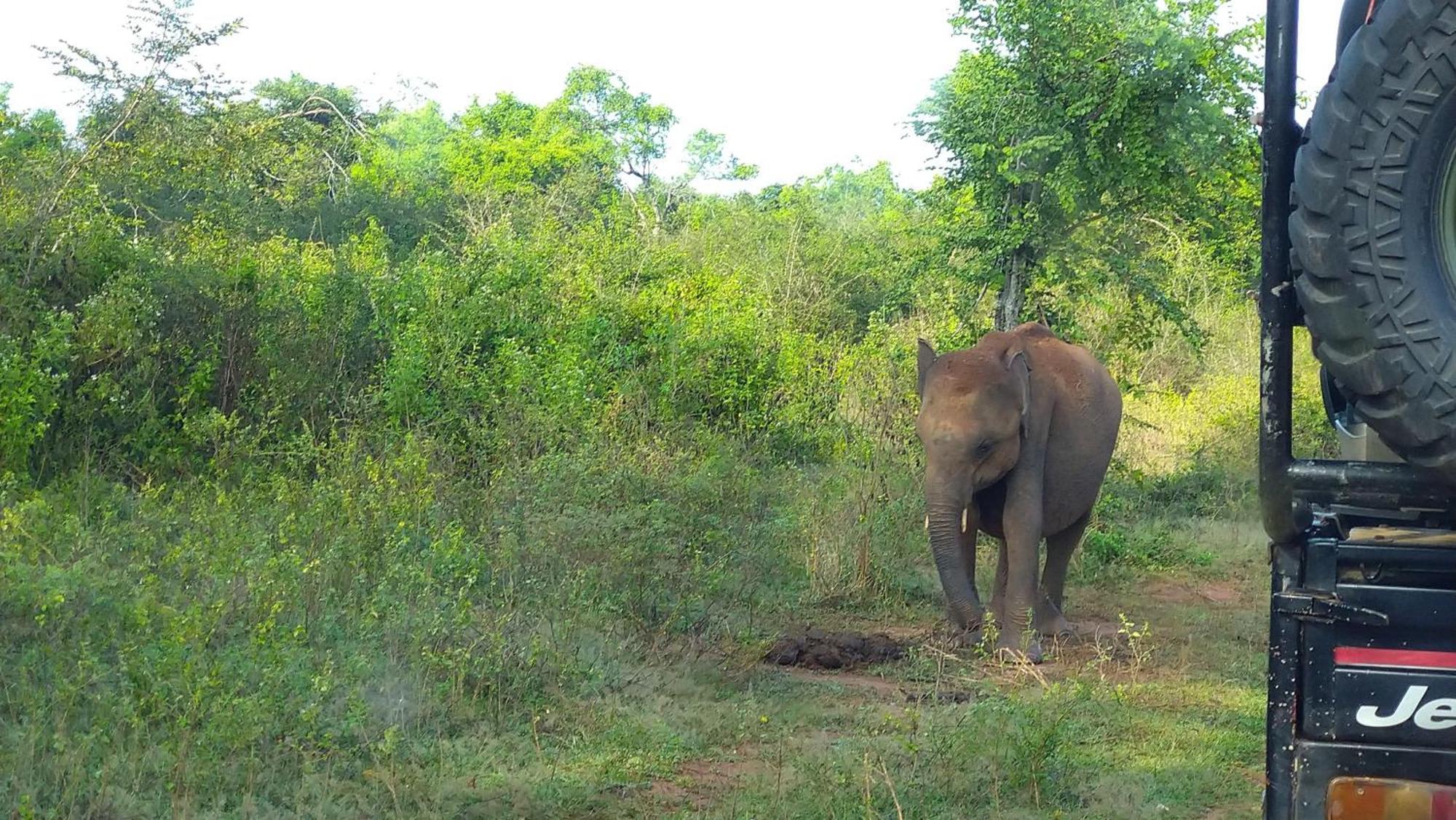 Pinnacle Safari Resort Udawalawe Kültér fotó