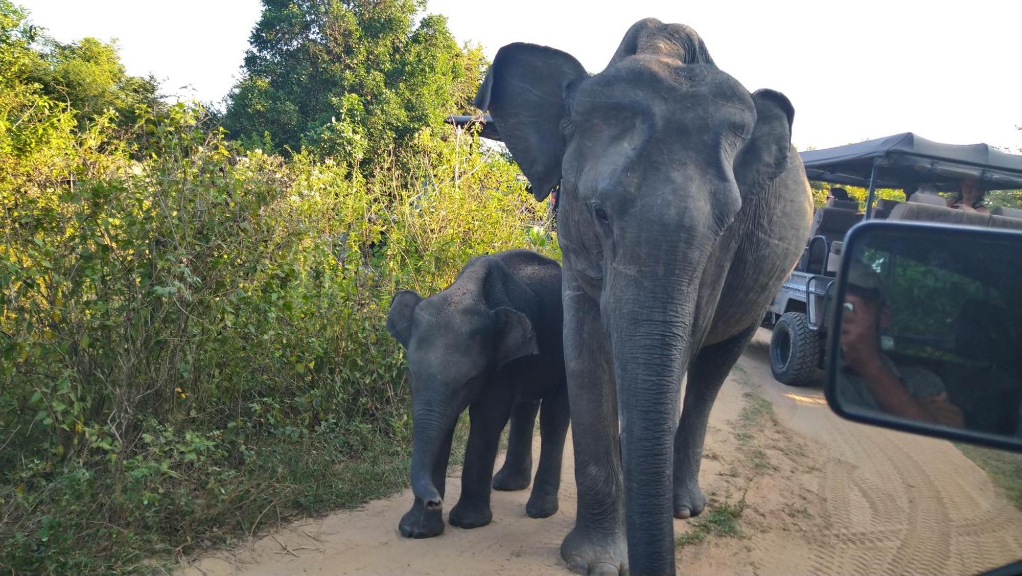Pinnacle Safari Resort Udawalawe Kültér fotó